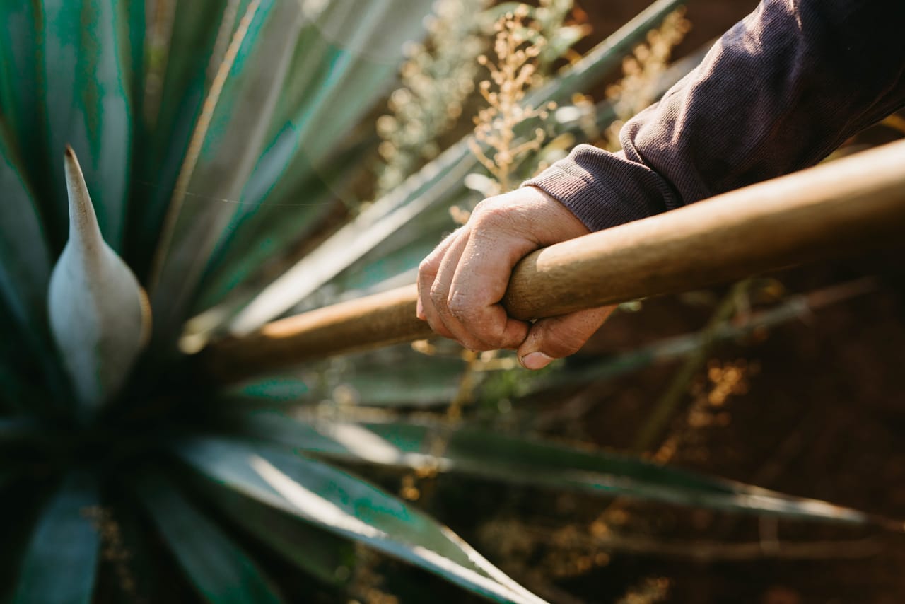 Rotenese farmer tapping Neera palm sap, with seaweed drying on racks along the road near the beach