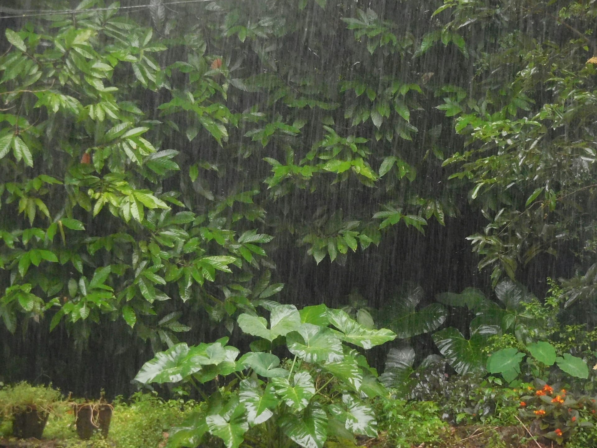 A sudden tropical rainstorm flooding a dirt lane beside a simple island home on Rote