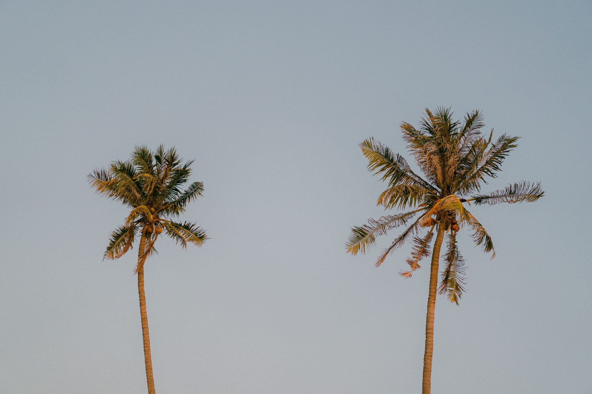 A Rotenese man climbing a tall lontar palm at dawn to tap sap on Rote island