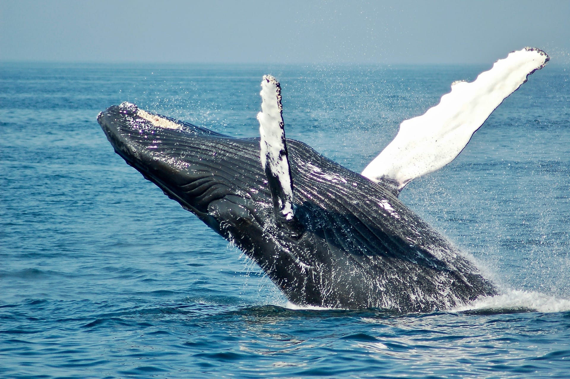 A whale's tail rising from a calm ocean in early morning light