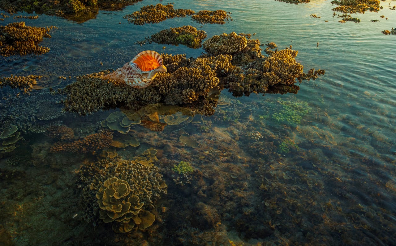 The low, sunlit coast of Rote at dawn, with coral terraces and palms in golden light
