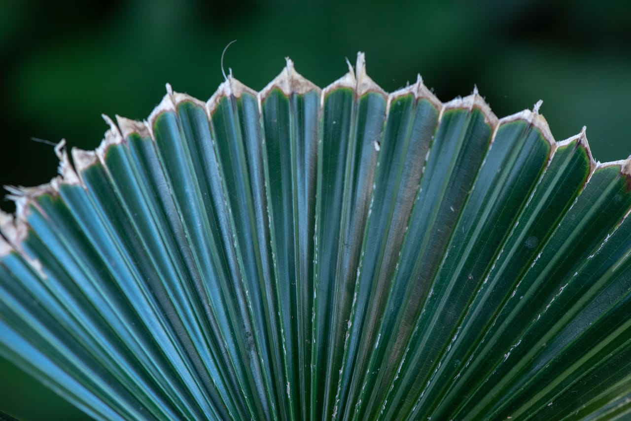 Close-up of a lontar palm's grey trunk and fan-shaped leaves on Rote