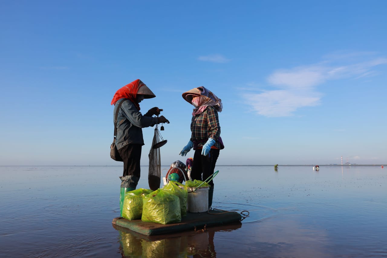 People wade across a shallow, exposed reef flat at low tide, tending long rows of seaweed lines under warm afternoon light.