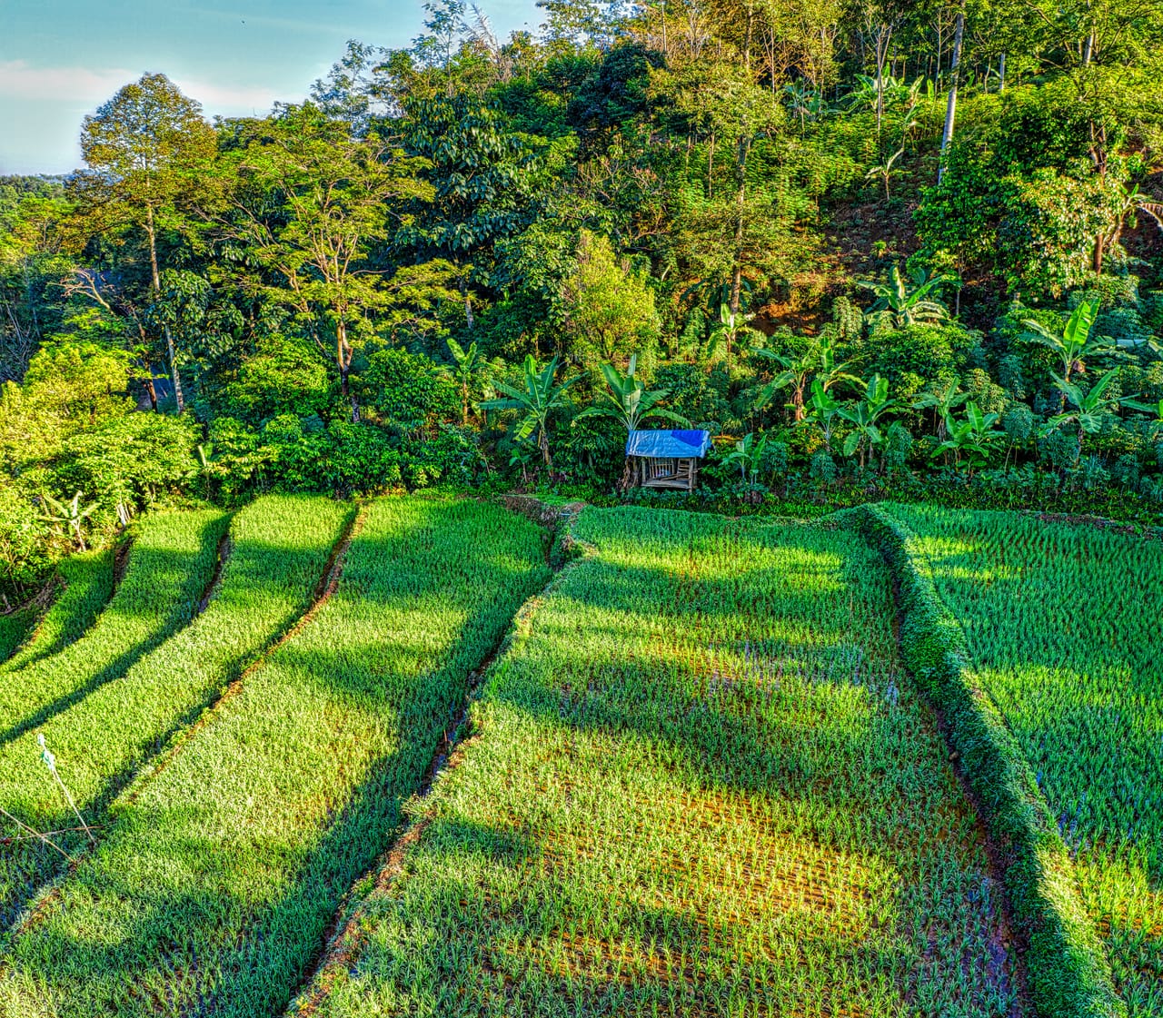 Terraced inland hills of Rote covered in palms and plantations rising from the coast