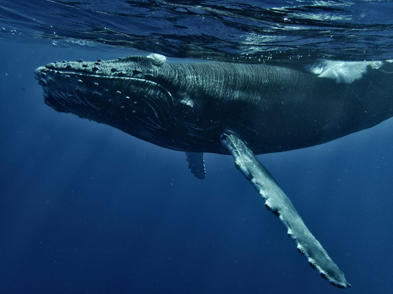 A blue whale surfacing in deep open ocean water