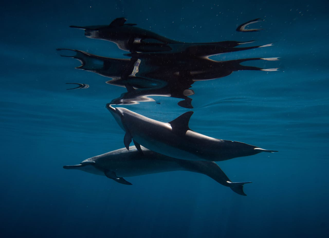 A pod of dolphins moving and leaping through blue tropical water