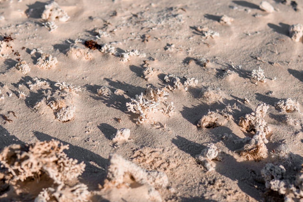 The flat coral reef just below the surface at low tide at T-Land