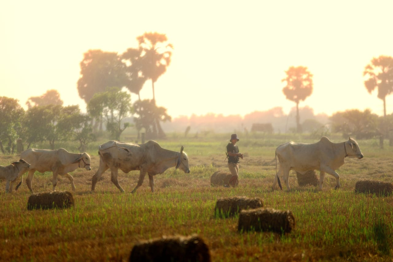 Rotenese villagers standing near a lontar palm in their home village